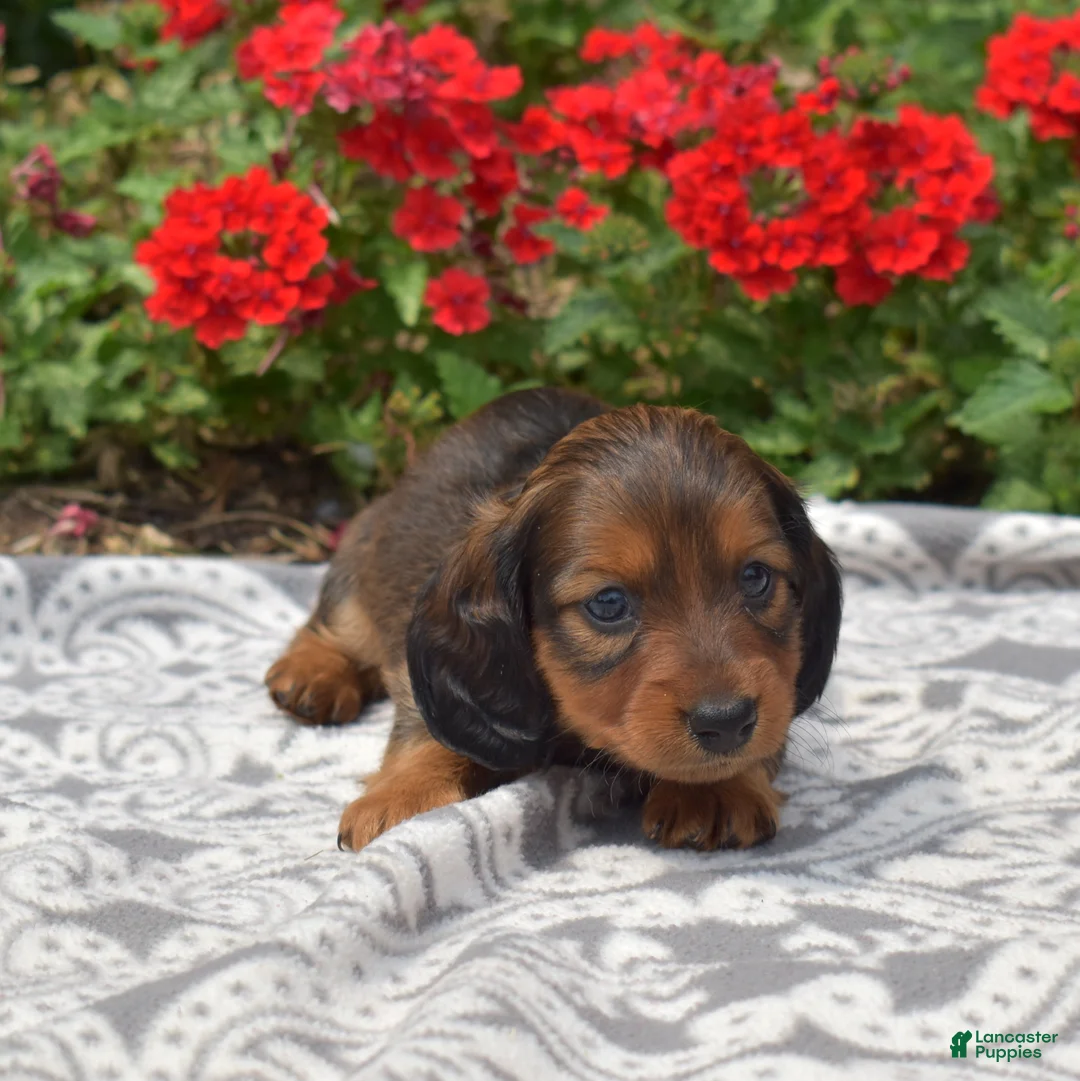 Miniature Dachshund dogs for sale: Nova - Ad 2