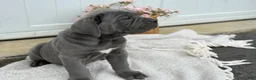 Cane Corso dogs for sale: Bane - Ad 3