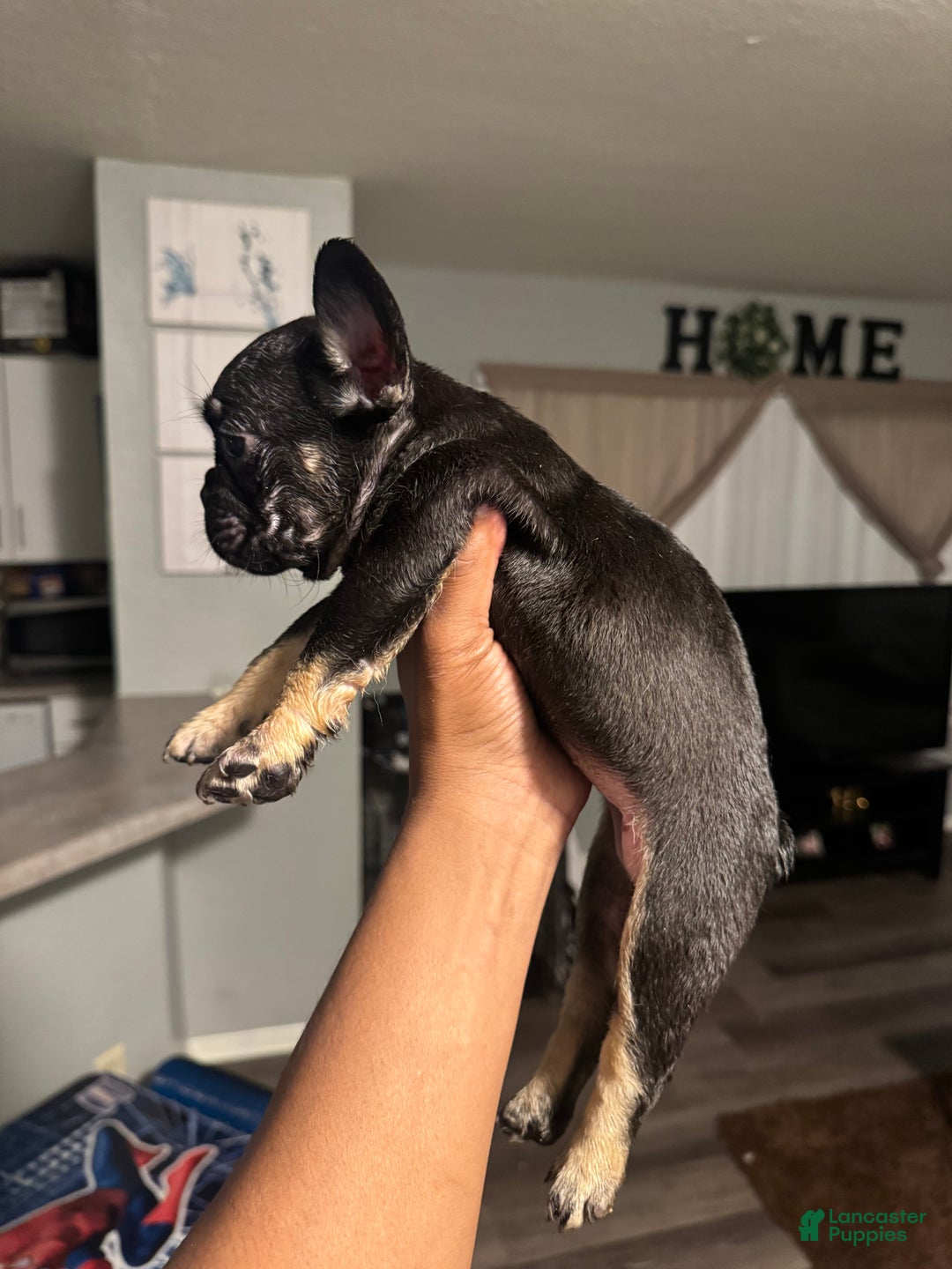 French Bulldog dogs for sale: French Bulldog Puppy 3 - Ad 2