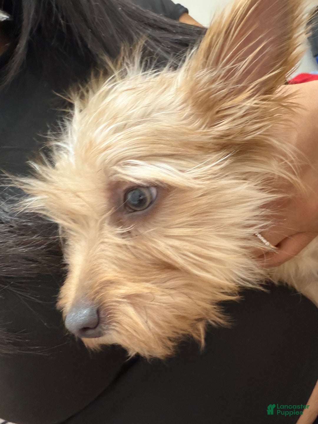 Morkie dogs for sale: Morkie Puppy 1 - Ad 2