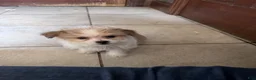 Mixed Breed dogs for sale: Mixed Breed 3 - Ad 2