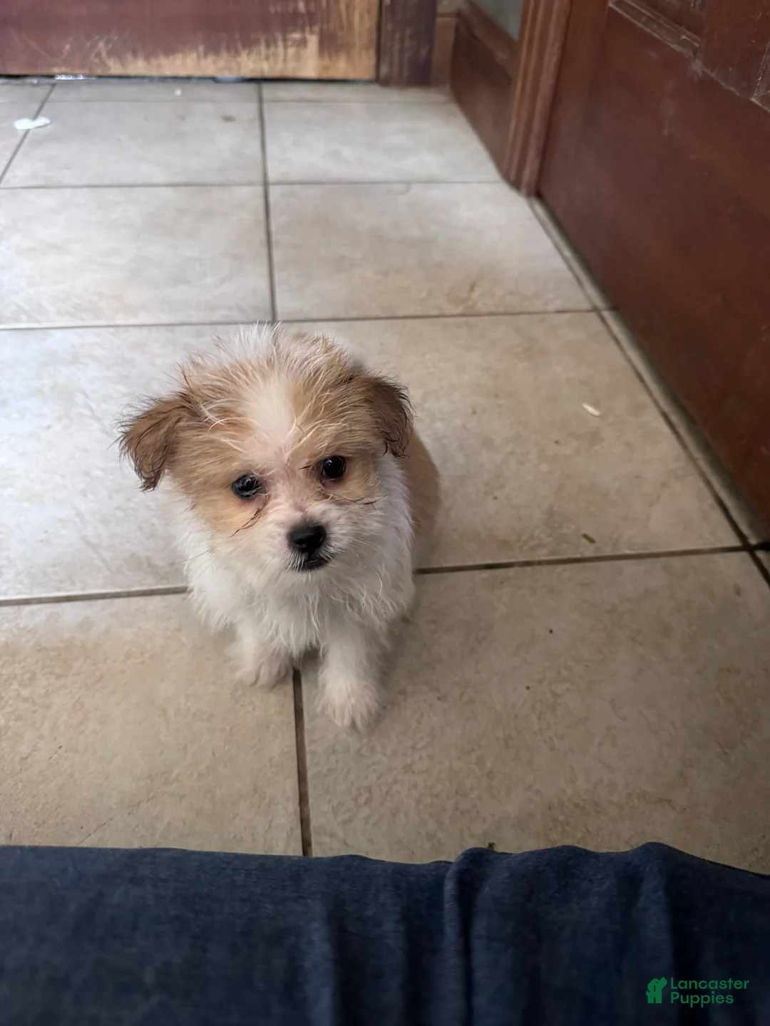 Mixed Breed dogs for sale: Mixed Breed 3 - Ad 2