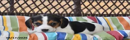 Beagle dogs for sale: Lily - Ad 3