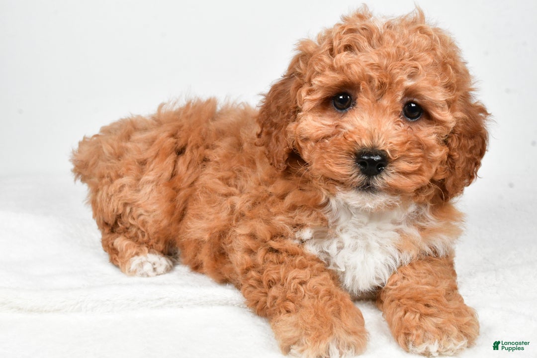 Bichpoo dogs for sale: Buddy - Ad 7