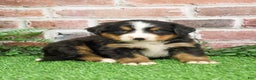 Bernese Mountain Dog dogs for sale: Stockings  - Ad 4