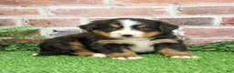 Bernese Mountain Dog dogs for sale: Stockings  - Ad 16