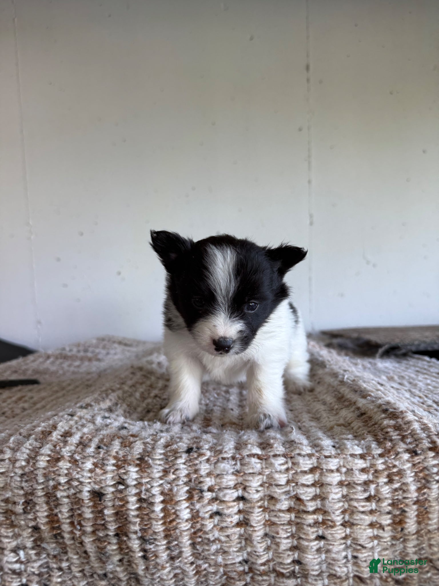 Pomeranian dogs Bryson  - Ad 32