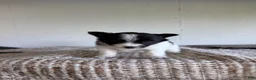 Pomeranian dogs for sale: Bryson  - Ad 1