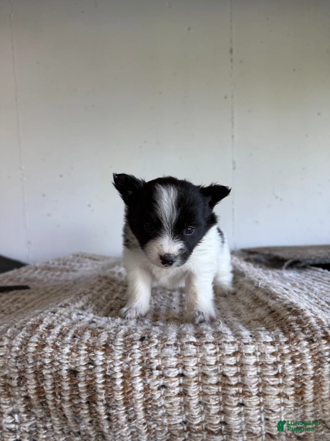 Pomeranian dogs for sale: Bryson  - Ad 1
