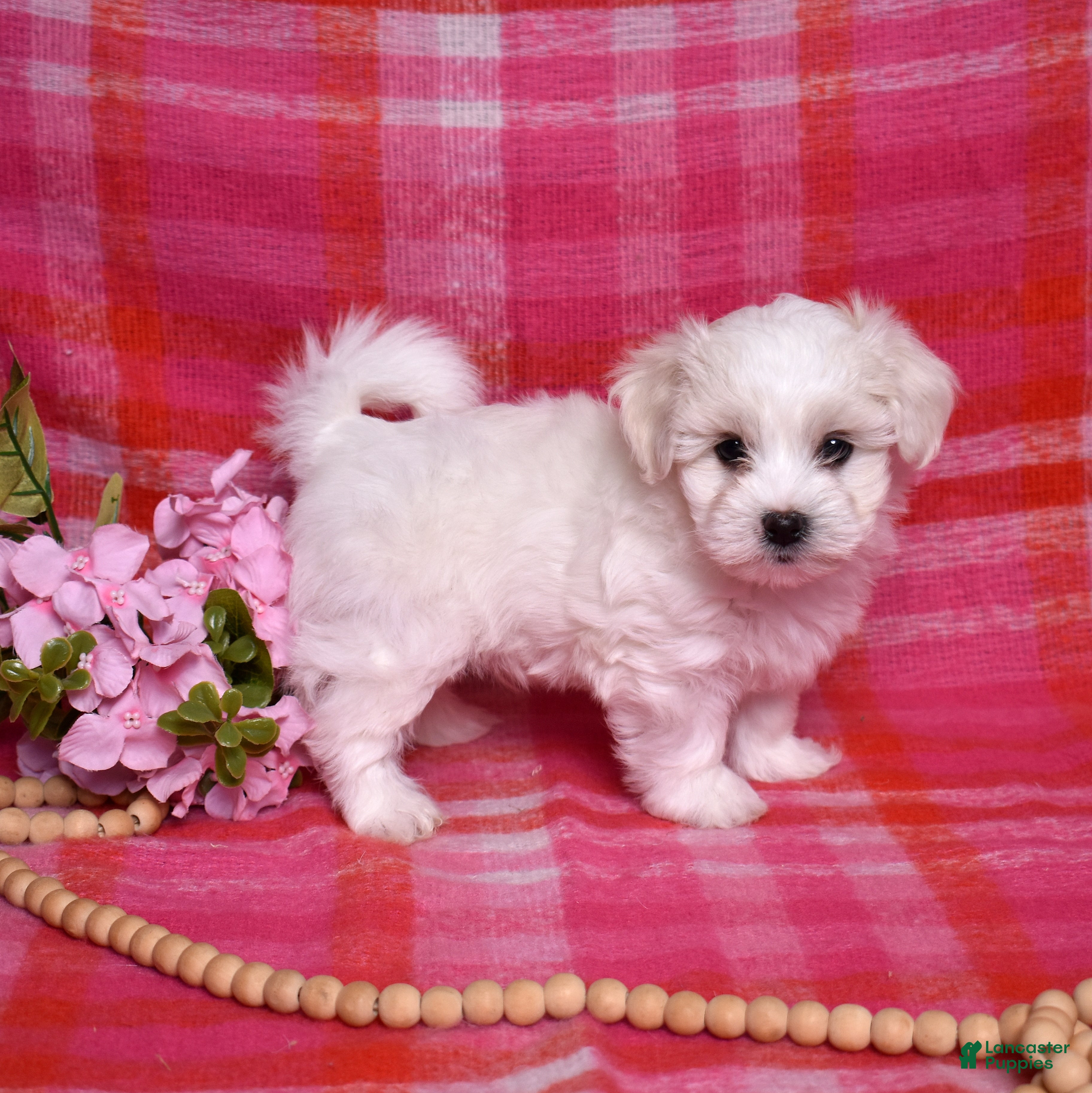 Coton De Tulear dogs Colby  - Ad 2