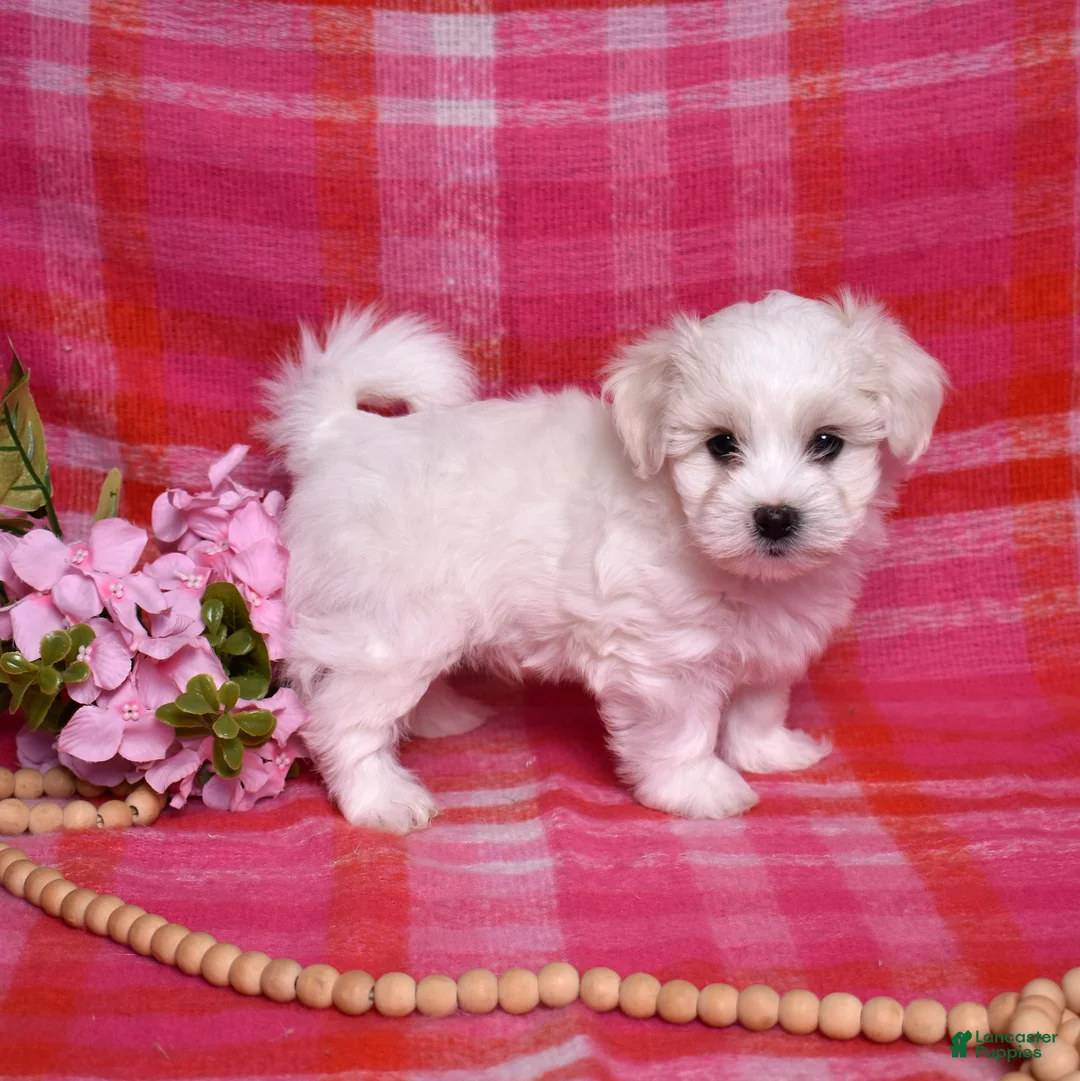 Coton De Tulear dogs for sale: Colby  - Ad 2