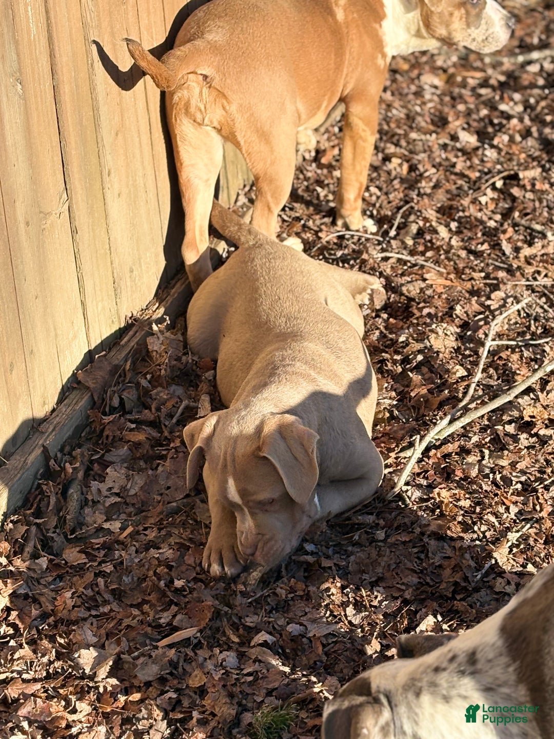 American Bully dogs for sale: Brown Sugar - Ad 2