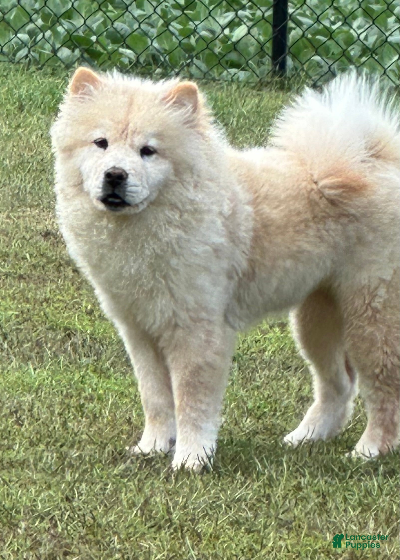 Cream Smooth Coat Chow Chow Chow Chow Chow Puppies For Sale