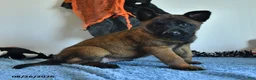 Belgian Malinois dogs for sale: Tonks - Ad 10