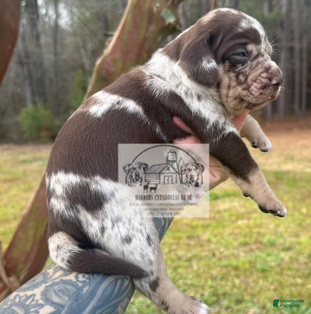 Catahoula Leopard Dog dogs for sale: Boy 1 - Ad 6