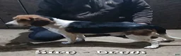 Beagle dogs for sale: Austin - Ad 11