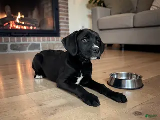 Boxer dogs Belle - Ad 40