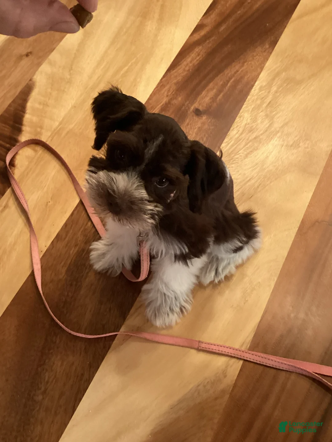 Miniature Schnauzer dogs for sale: Miniature Schnauzer 5 - Ad 2