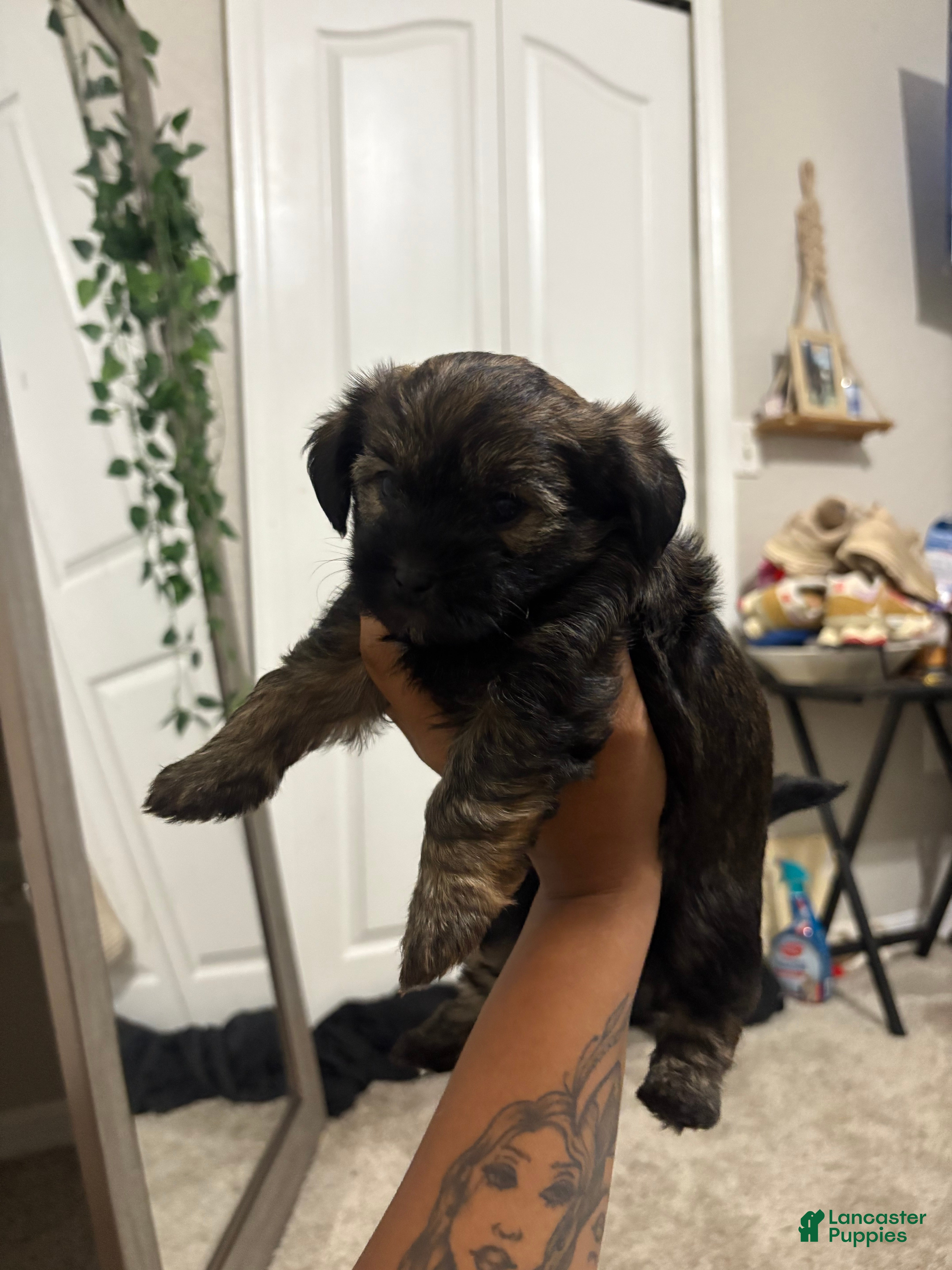 Yorkiepoo dogs Daisy  - Ad 23