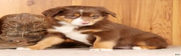 Australian Shepherd dogs for sale: Bella - Ad 4