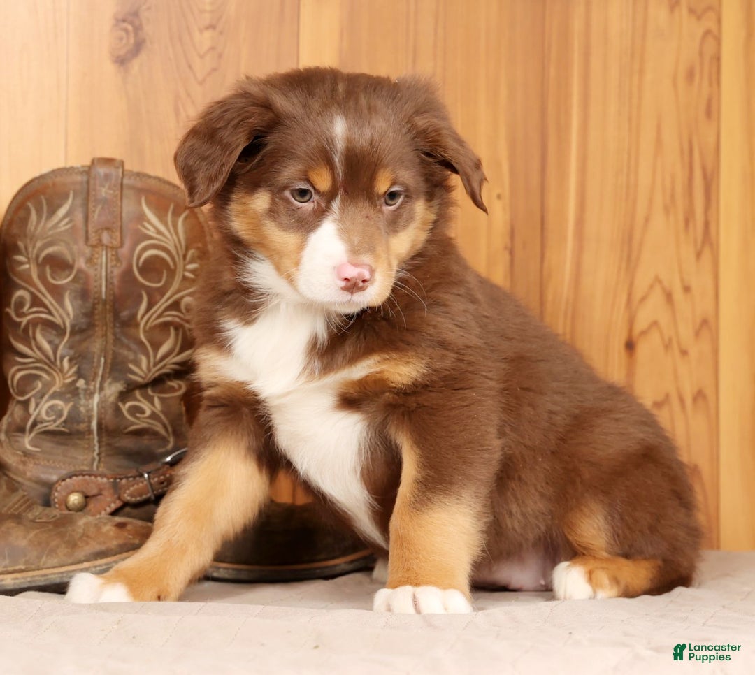 Australian Shepherd dogs for sale: Bella - Ad 4