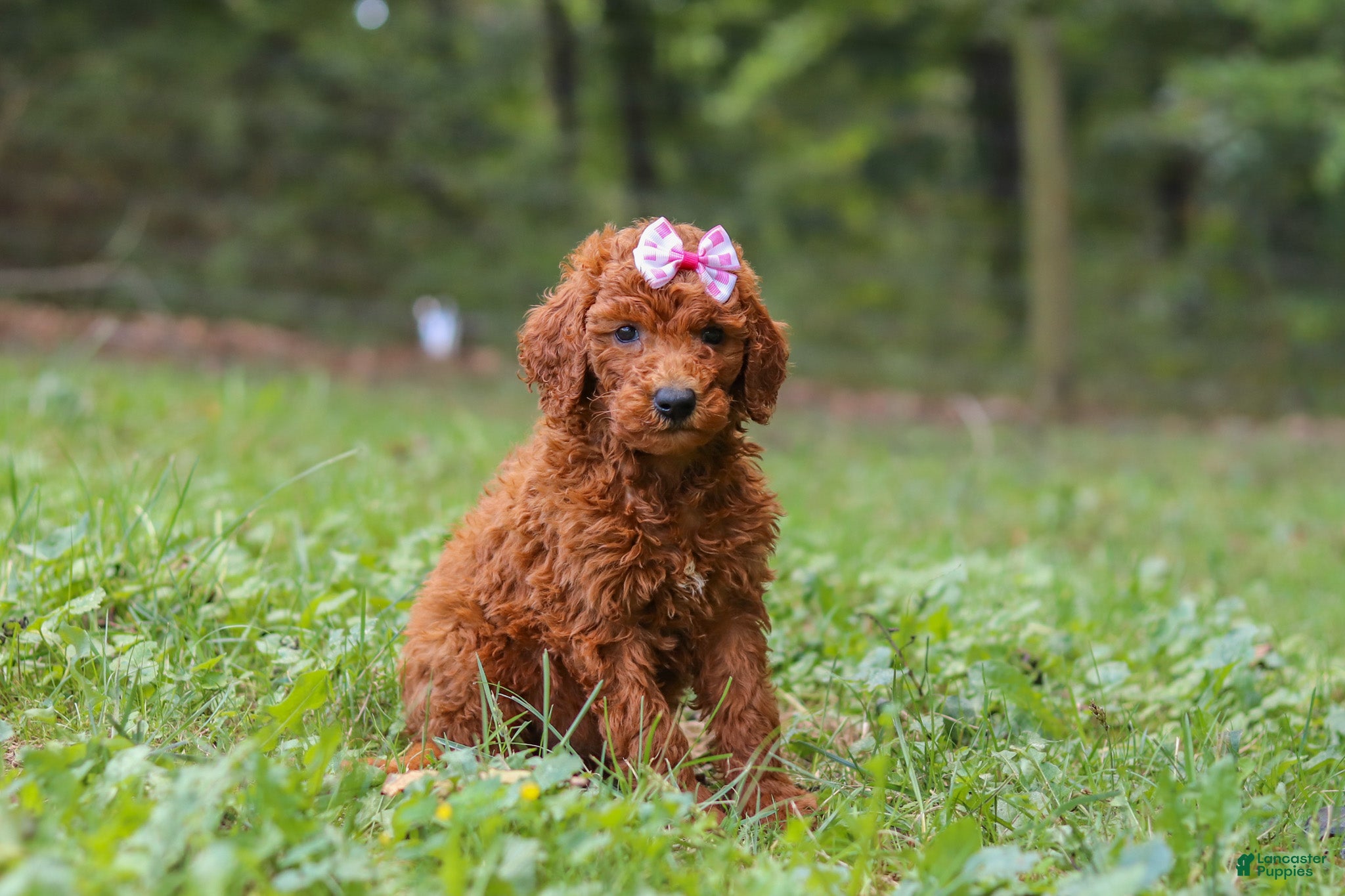 Goldendoodle dogs Lila - Ad 1