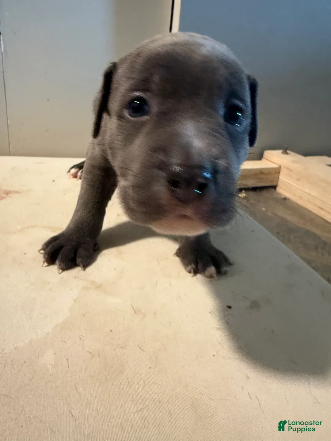 Mixed Breed dogs for sale: Pyper - Ad 2