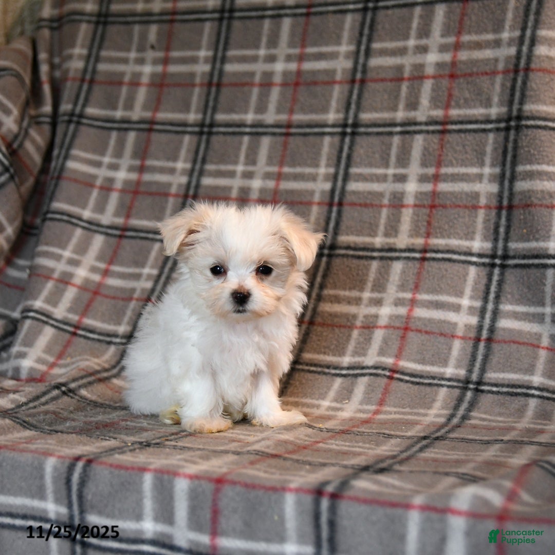 Maltese dogs for sale: Sparkle - Ad 5