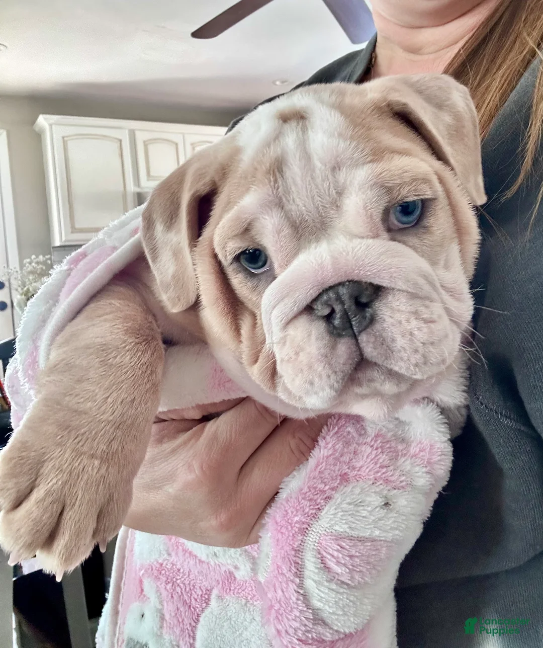 English Bulldog dogs for sale: Winnie - Ad 4