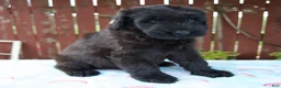 Giant Schnauzer dogs for sale: Layla - Ad 4