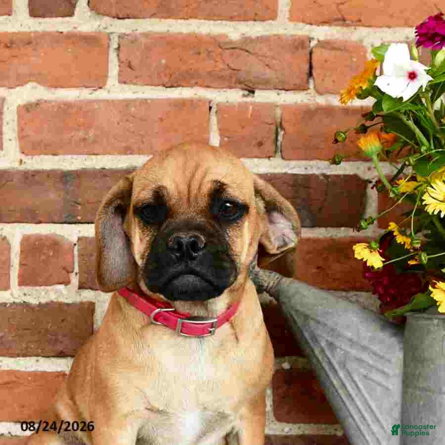 Puggle dogs Ramona - Ad 1