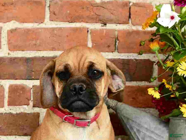 Puggle dogs for sale: Ramona - Ad 1