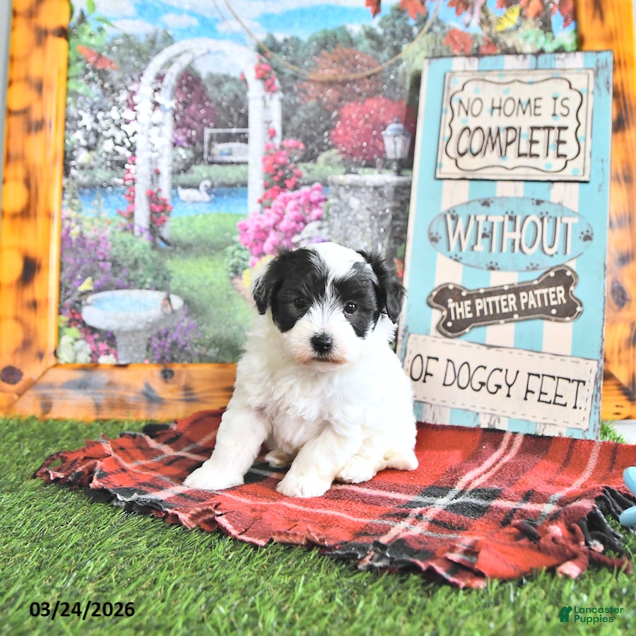 Maltipoo dogs Trent - Ad 1