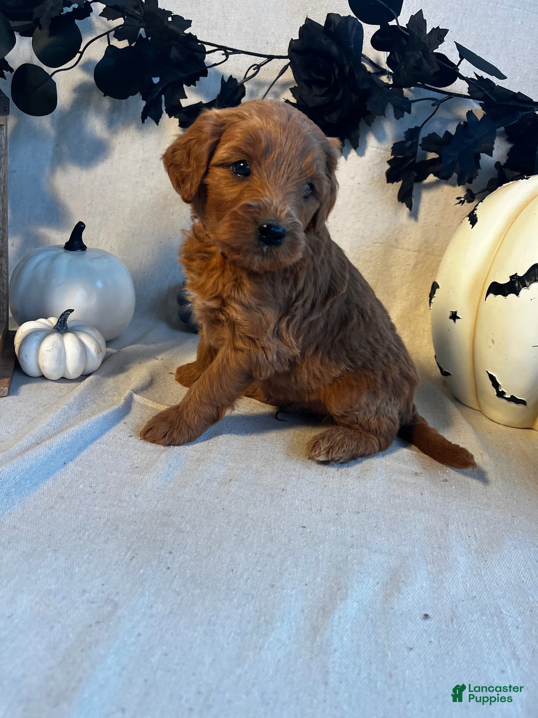 Goldendoodle dogs for sale: Red Collar-Pete - Ad 3