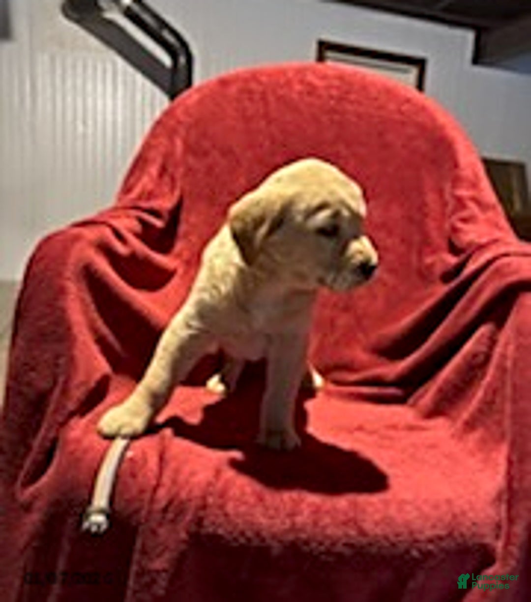 Goldador dogs for sale: Ava - Ad 4