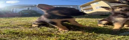German Shepherd dogs for sale: German Shepherd 3 - Ad 3