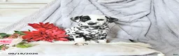 Dalmatian dogs for sale: Jewels - Ad 3
