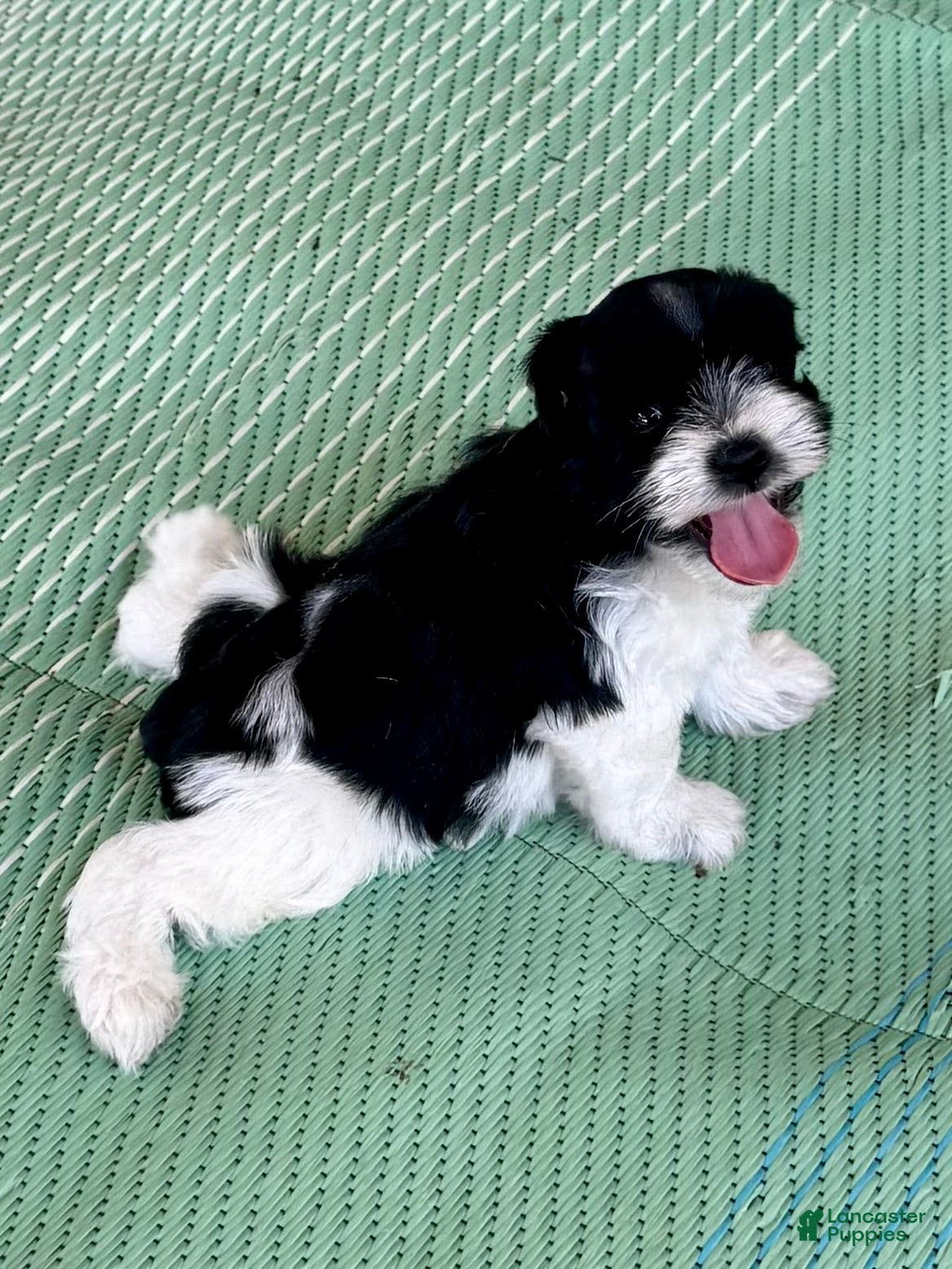 Miniature Schnauzer dogs Raz - Ad 2