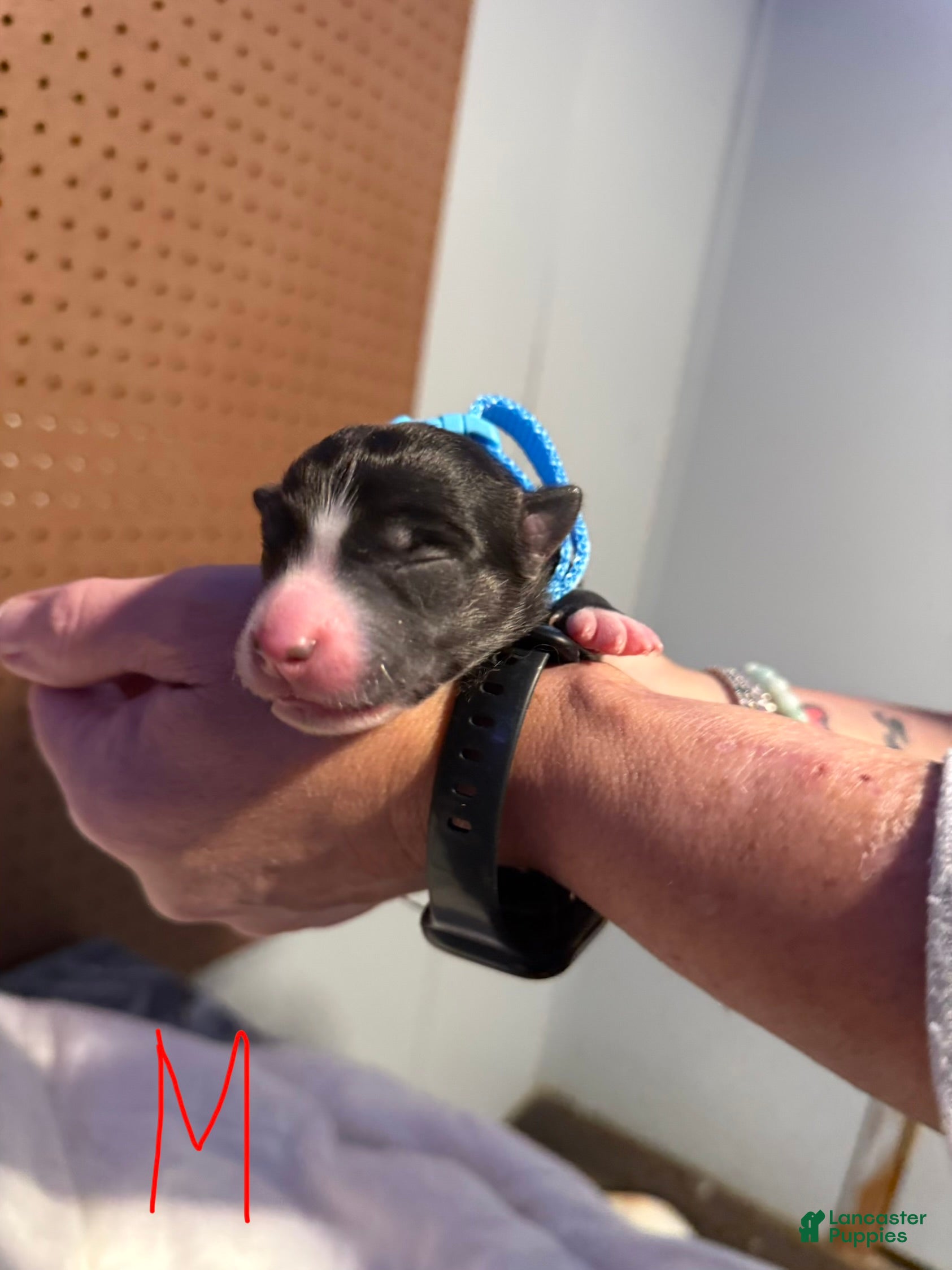 Mixed Breed dogs Mixed Breed Puppy 3 - Ad 17