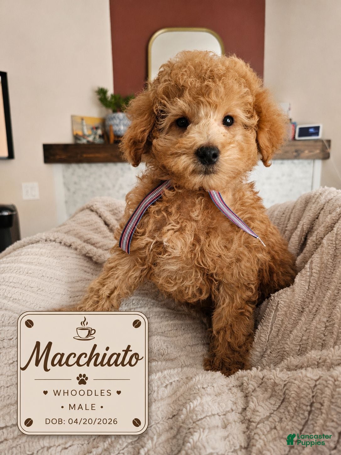 Mixed Breed dogs for sale: Macchiato – F1B Whoodle Male ☕🐾 - Ad 3