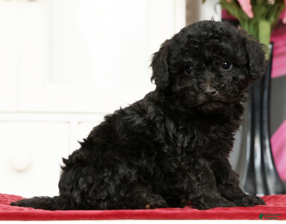Miniature Poodle dogs Nicky - Ad 1