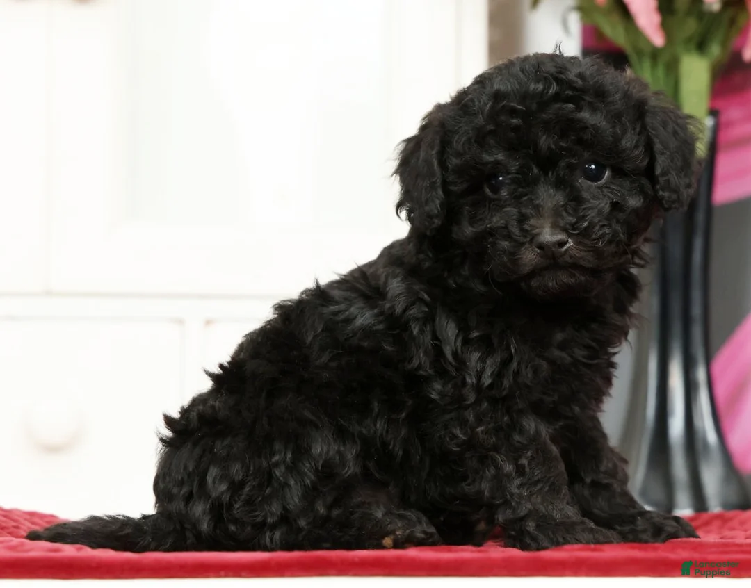 Miniature Poodle dogs for sale: Nicky - Ad 1