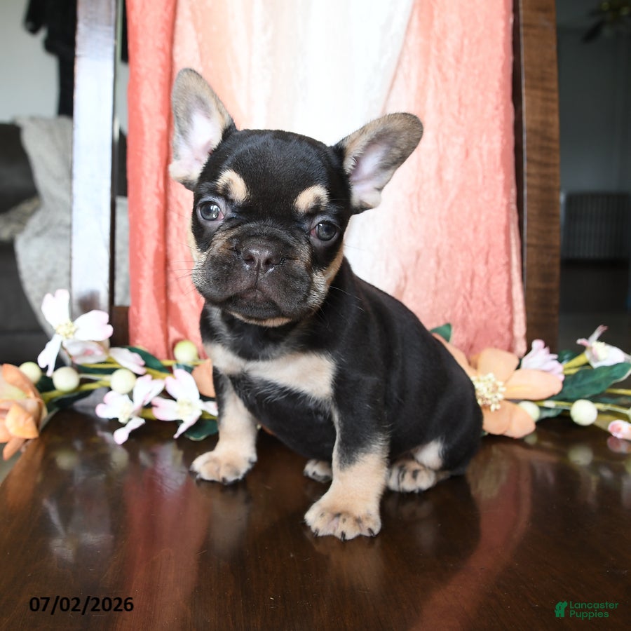 French Bulldog dogs Hadlee - Ad 1