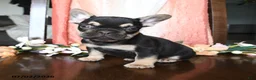 French Bulldog dogs for sale: Hadlee - Ad 1