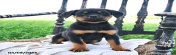 Rottweiler dogs for sale: Reina - Ad 2