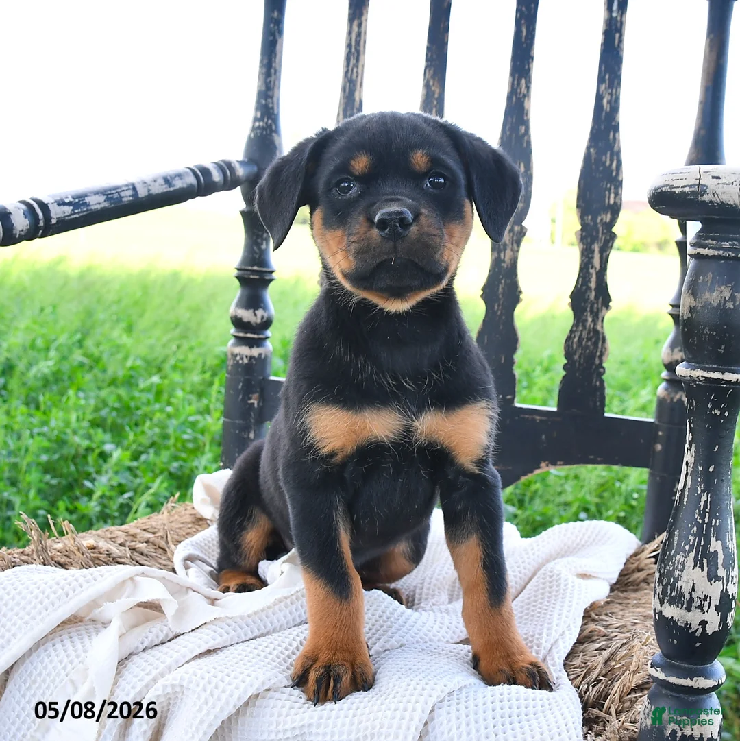 Rottweiler dogs for sale: Reina - Ad 2