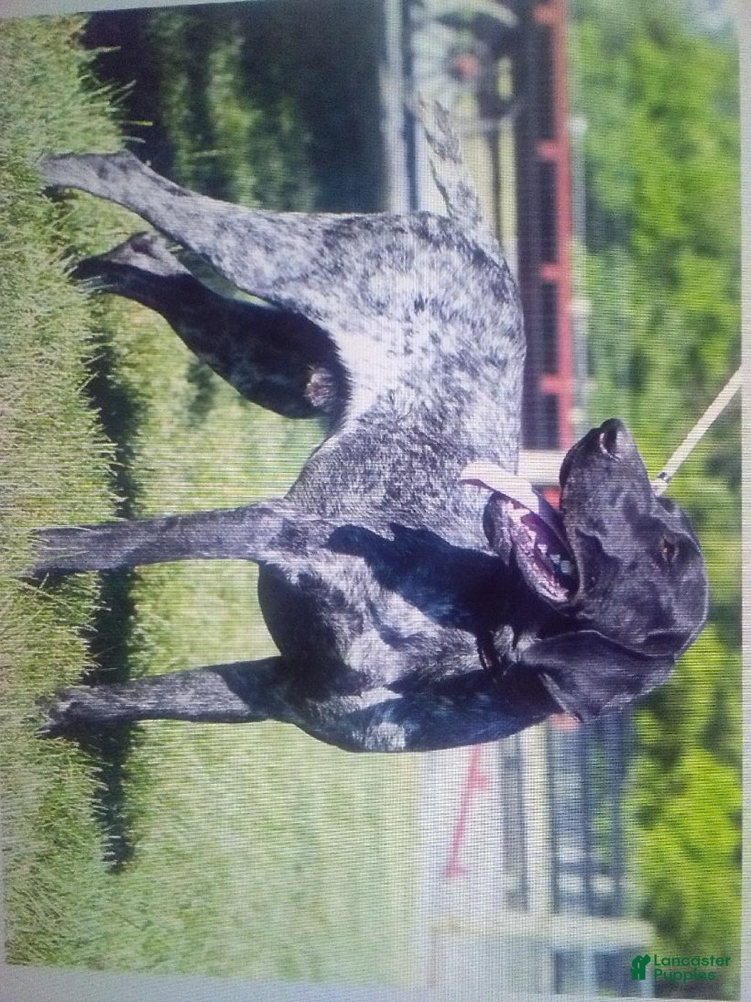 German Shorthaired Pointer dogs for sale: Rocky - Ad 5