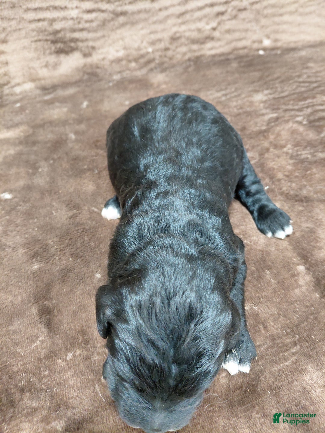 Bernedoodle dogs for sale: Baron - Ad 4