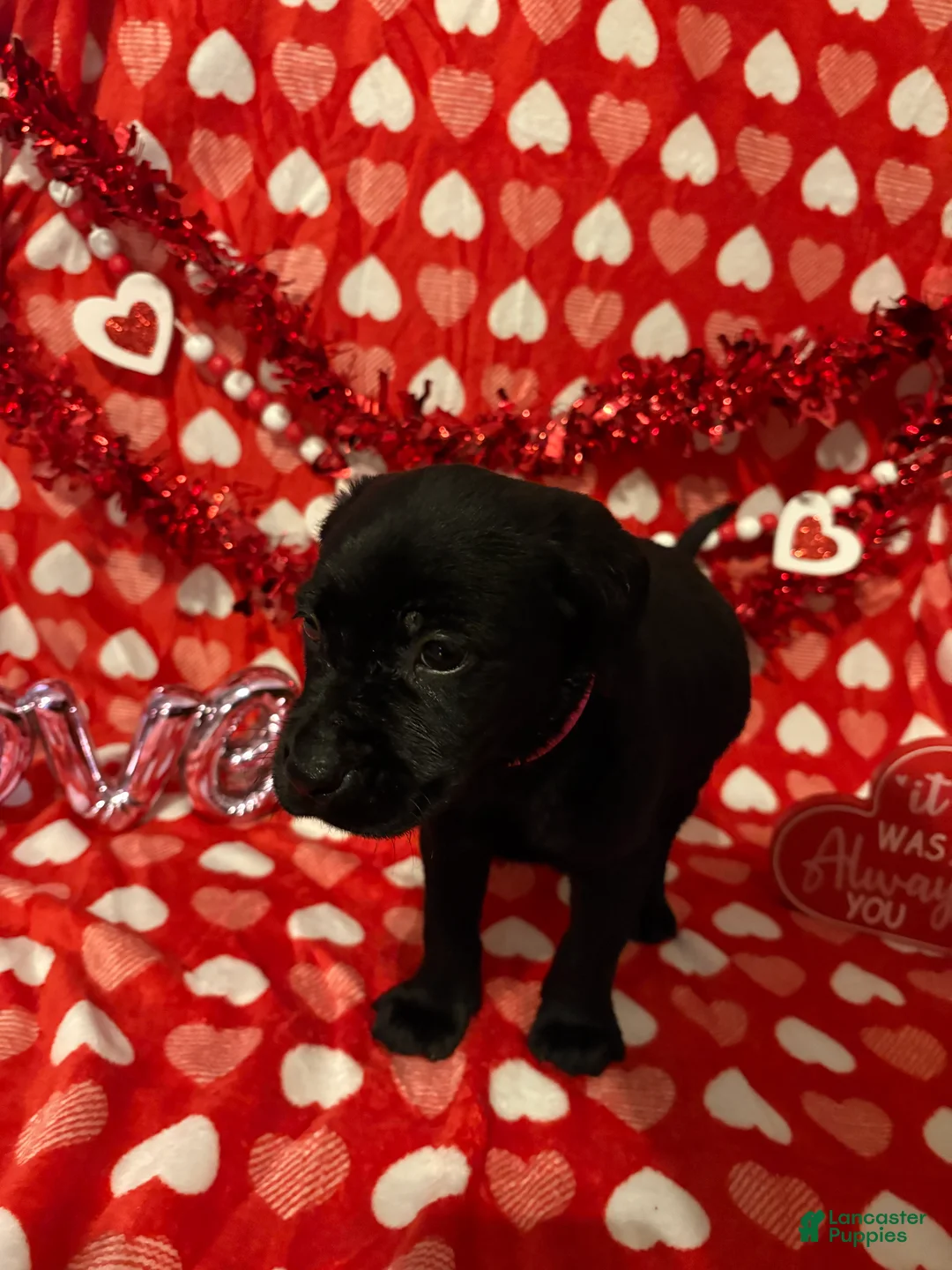 Labrador Retriever dogs for sale: Millie - Ad 2