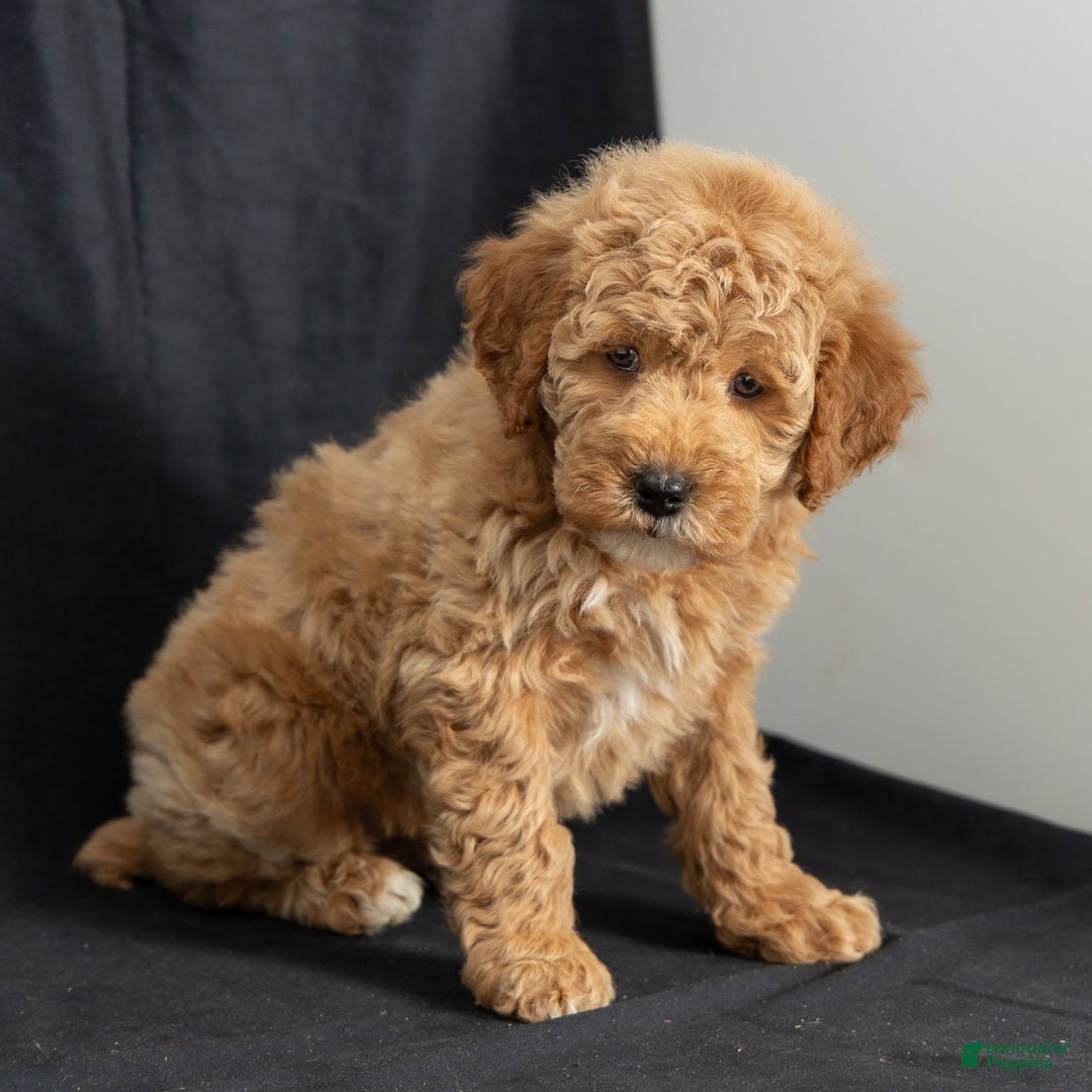 Mini Goldendoodle dogs for sale: Natalie - Ad 2